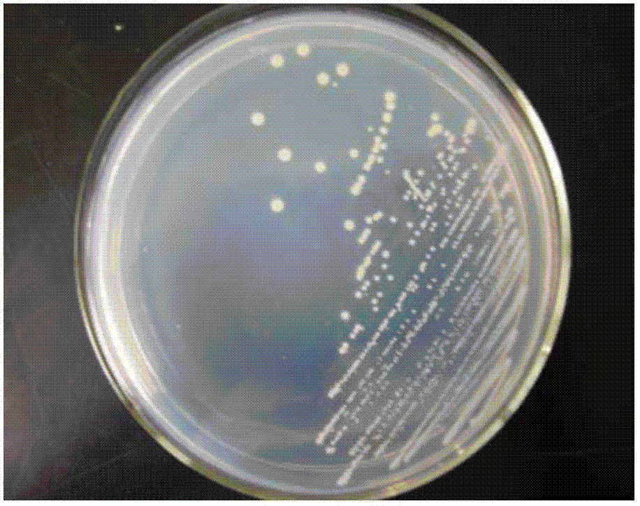 Strain of copper-resistant bacteria and application thereof