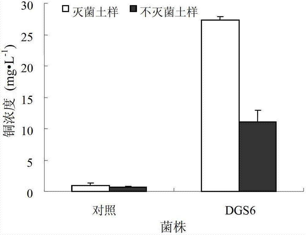 Strain of copper-resistant bacteria and application thereof