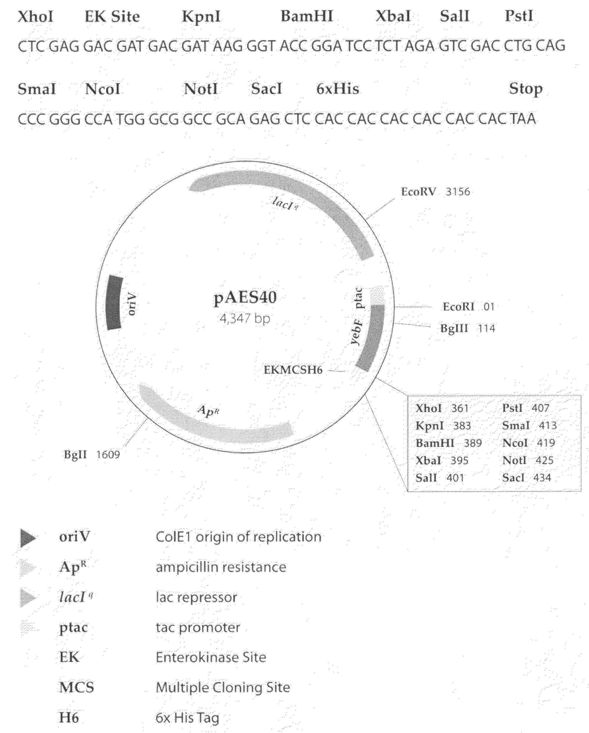 Methods for optimizing the secretion of protein in prokaryotes