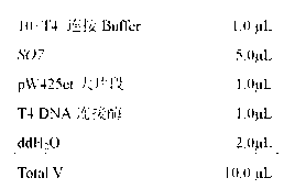 Immunological regulation type chicken E.tenella resistant recombinant lactobacillus and preparation method thereof