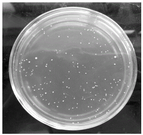 Lactobacillus acidophilus and application thereof