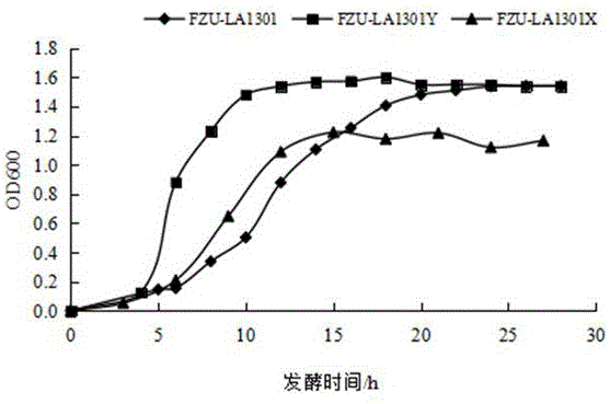 Lactobacillus acidophilus and application thereof