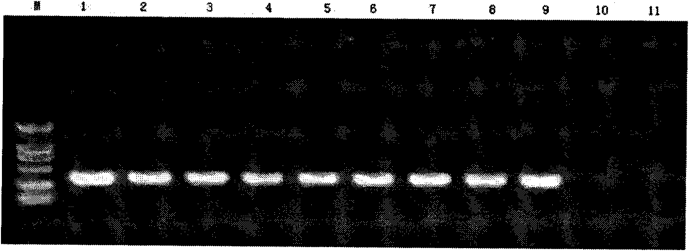 PCR method for identifying agkistrodon and specific primer thereof