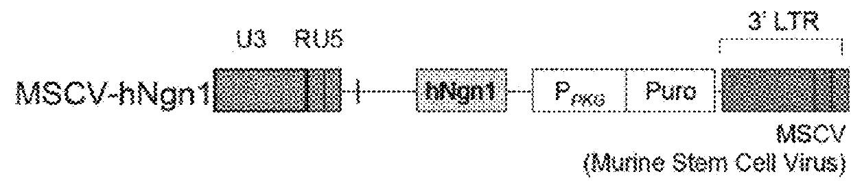 Adult stem cell line introduced with hepatocyte growth factor gene and neurogenic transcription factor gene with basic helix-loop-helix motif and uses thereof