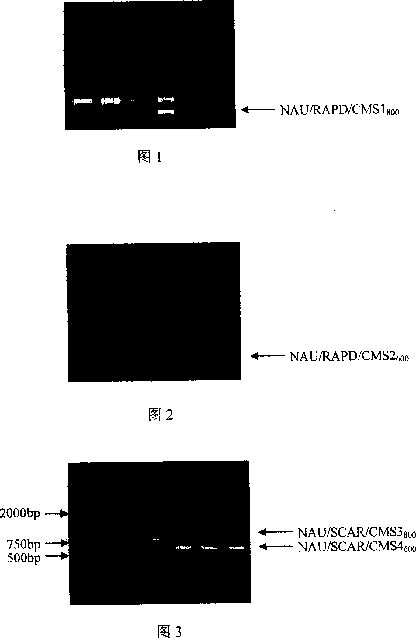 Brassica campestris ssp. Chinensis cytoplasmic male sterile gene molecular marking method