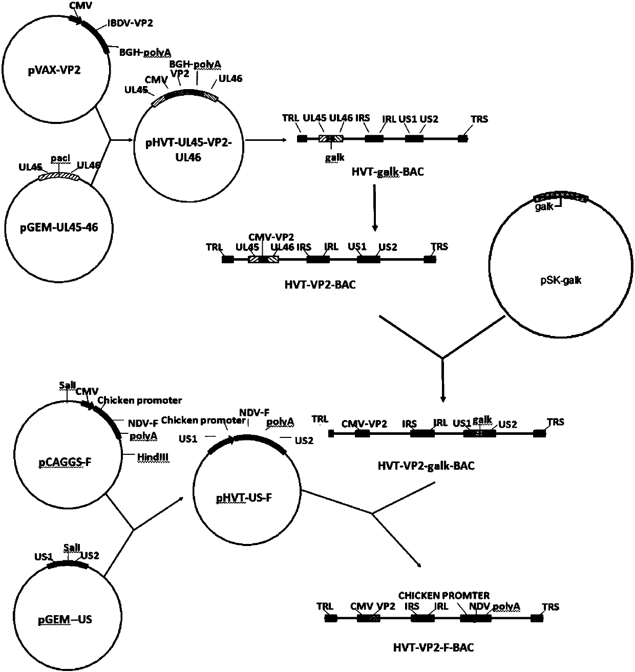 Recombinant herpesvirus of turkey (HVT) and preparation method thereof