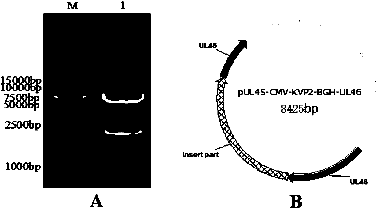 Recombinant herpesvirus of turkey (HVT) and preparation method thereof