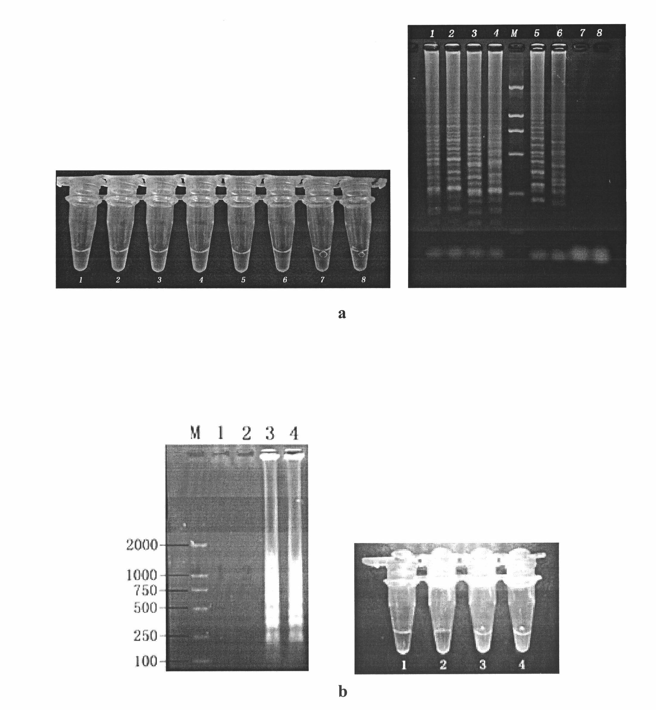 Loop-mediated isothermal amplification (LAMP) detection method and kit of soft-shelled turtle iridovirus (STIV)