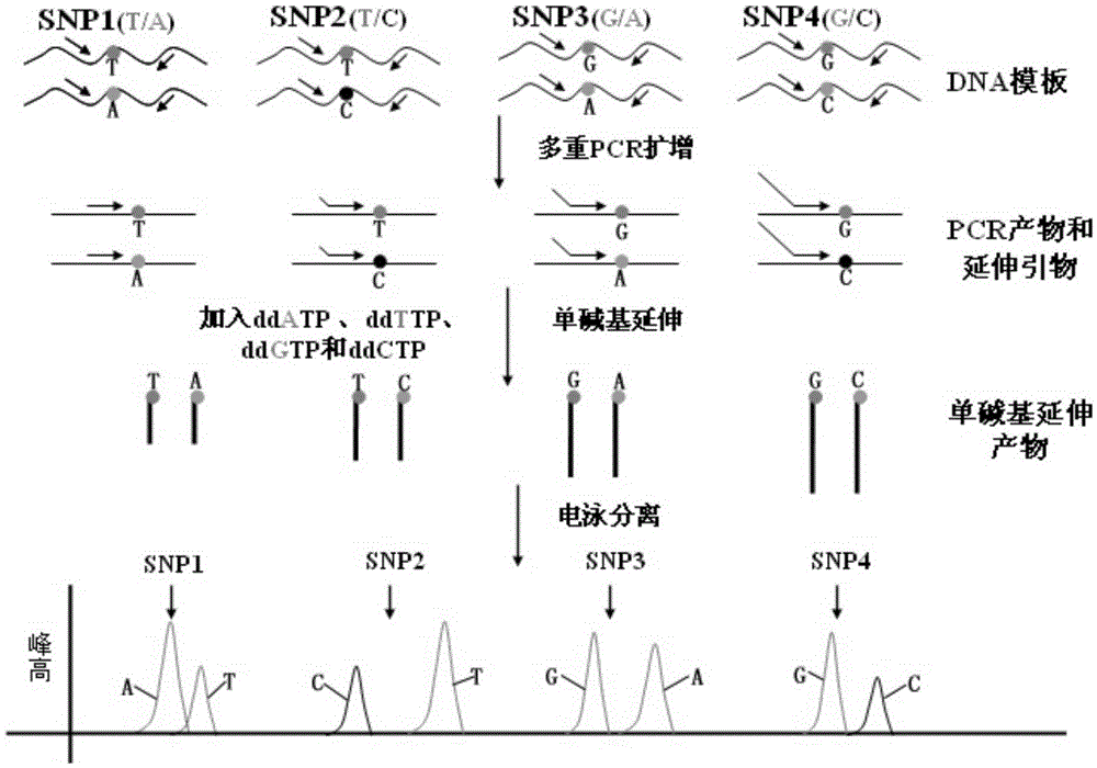 Kit for SNP genotyping of Chinese children short stature susceptibilty genes and utilization method of kit