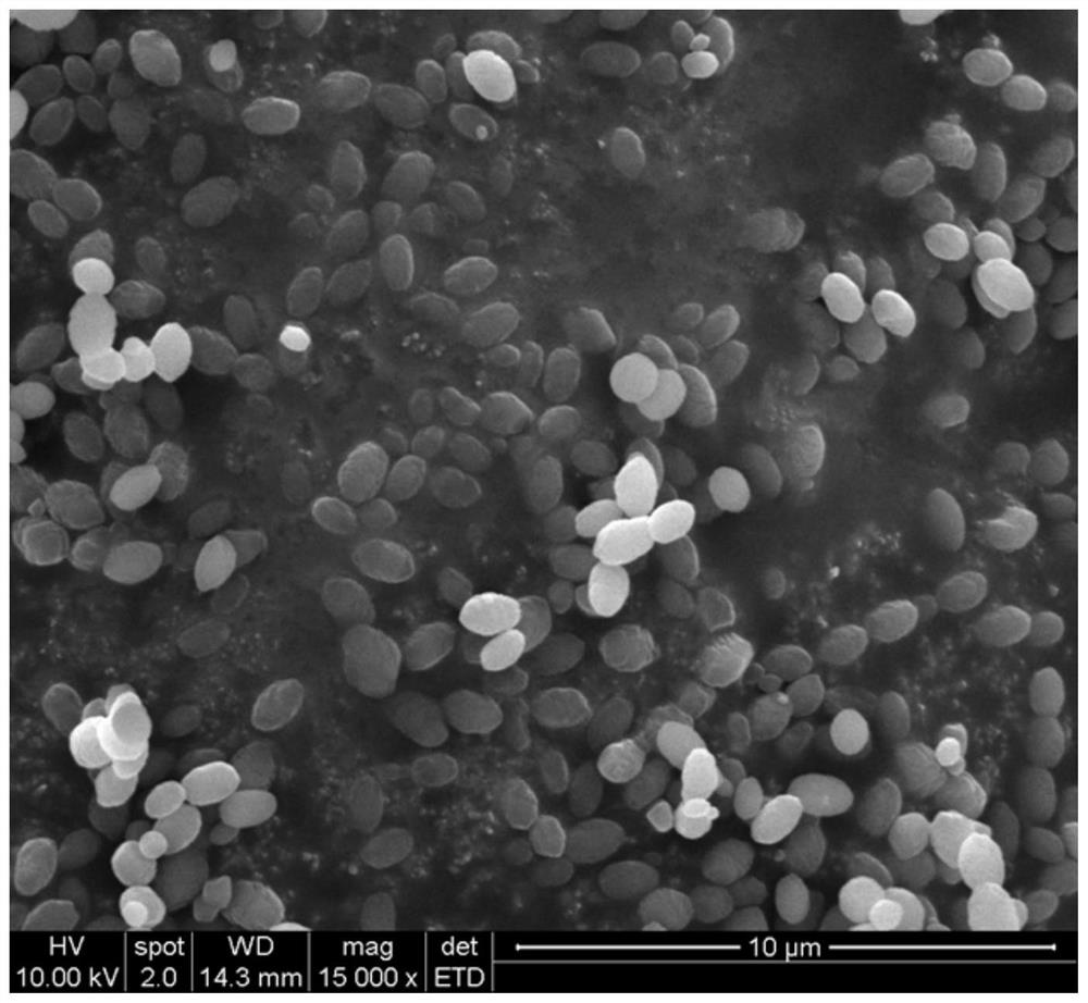 Visible-light-induced photocatalyst and preparation method and application thereof