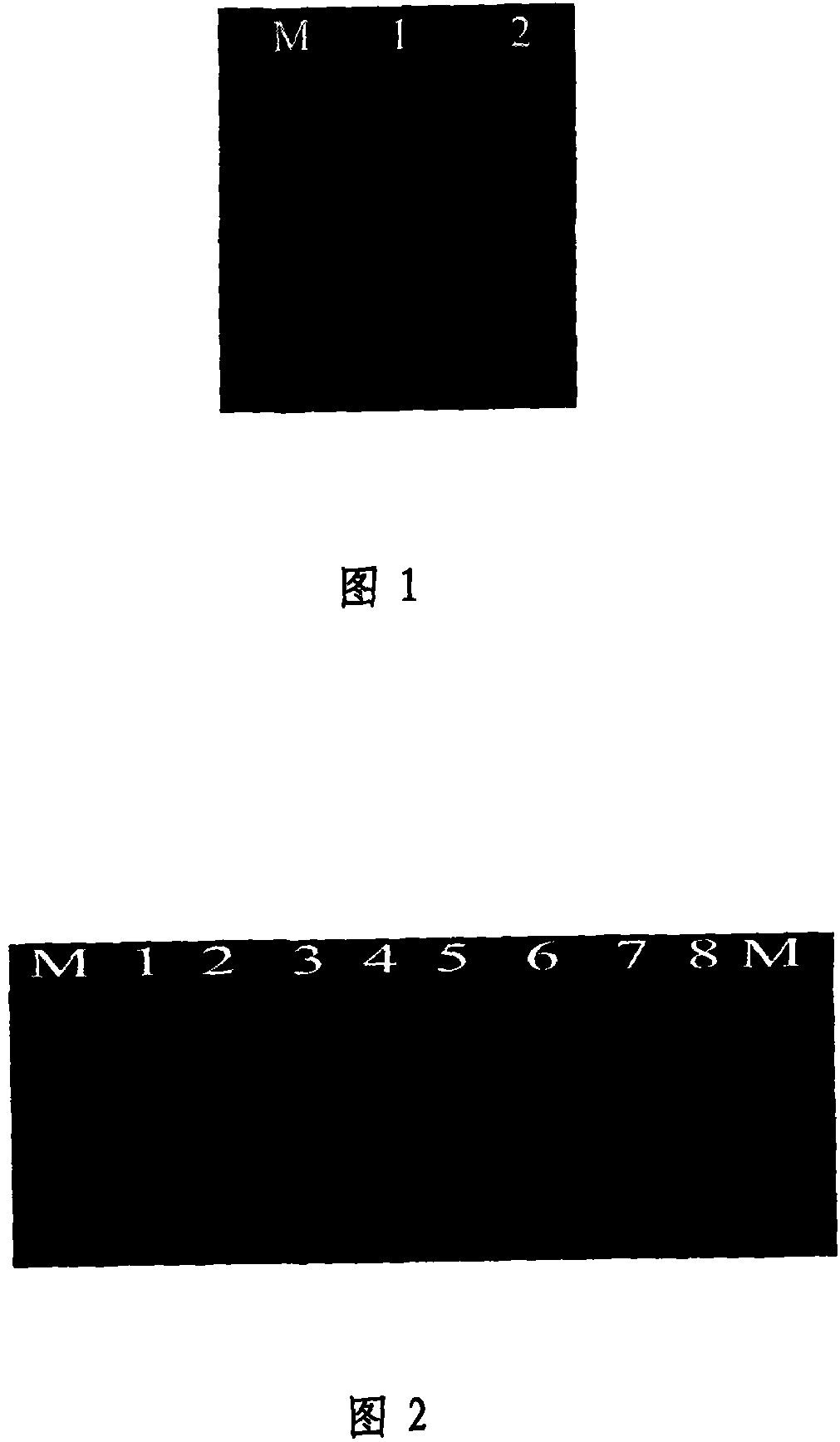 Method for rapidly extracting plants sample DNA