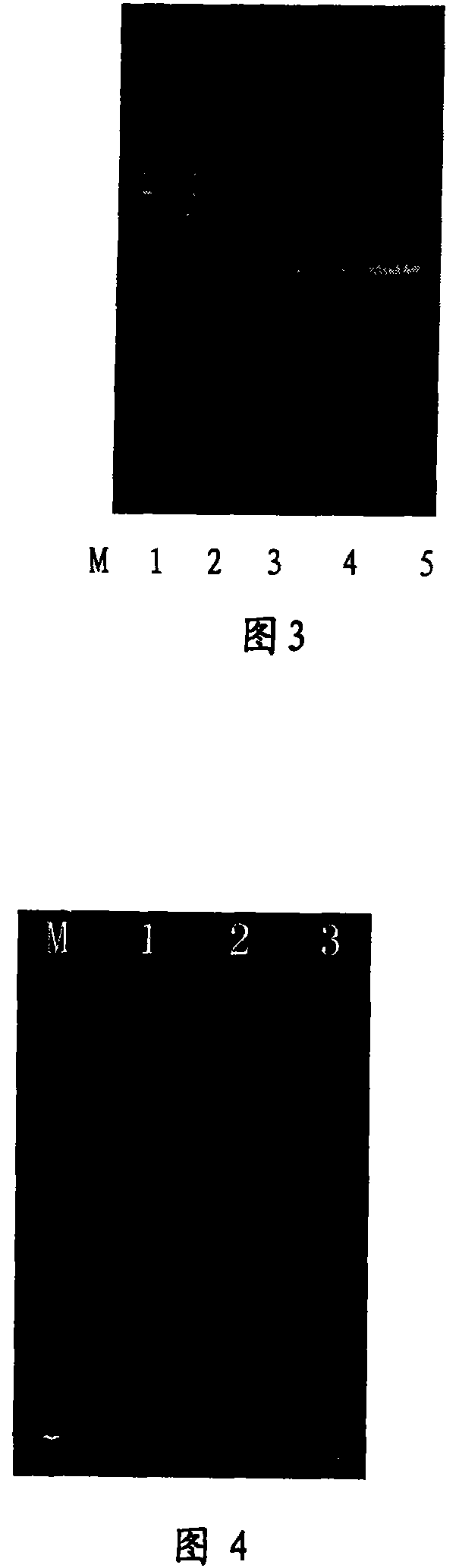 Method for rapidly extracting plants sample DNA