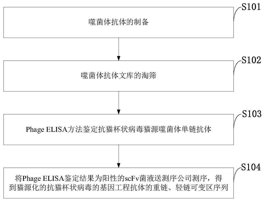 Feline calicivirus antibody sequence, tetrapeptide chain molecule and immunoglobulin molecule