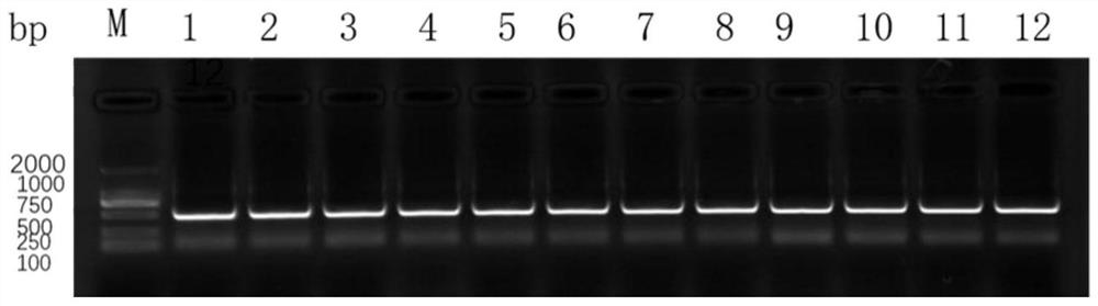 Feline calicivirus antibody sequence, tetrapeptide chain molecule and immunoglobulin molecule