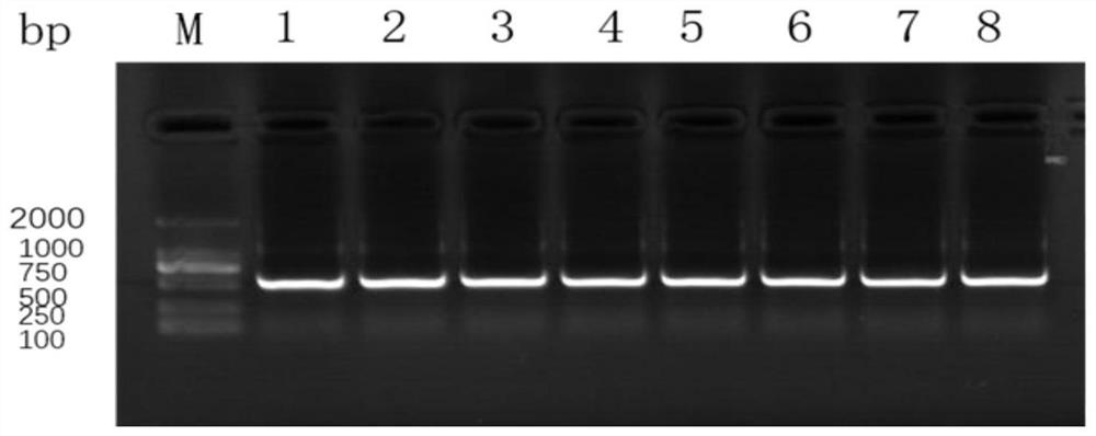 Feline calicivirus antibody sequence, tetrapeptide chain molecule and immunoglobulin molecule