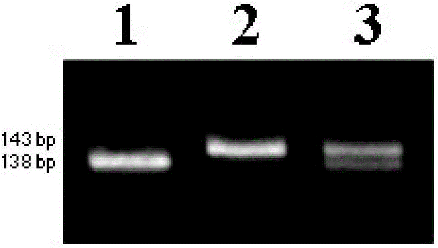 Molecular marker and application of rice amylose content micro-controlling gene agps2a