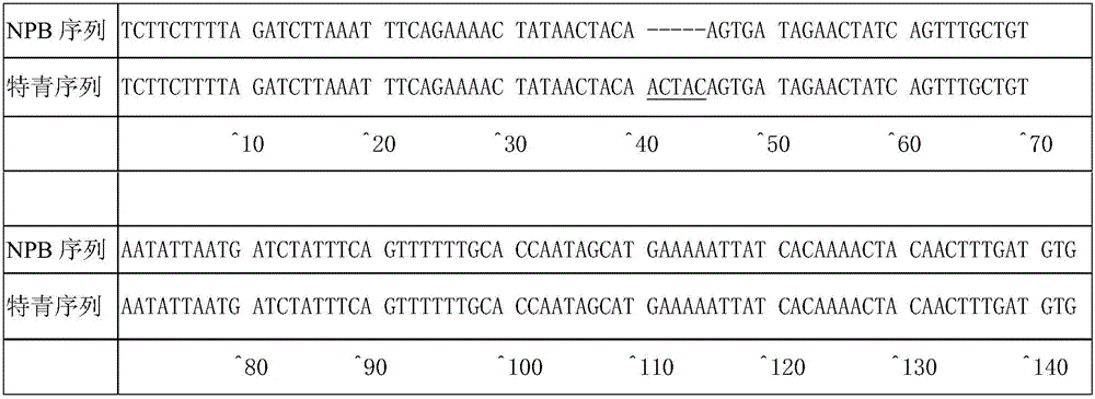 Molecular marker and application of rice amylose content micro-controlling gene agps2a