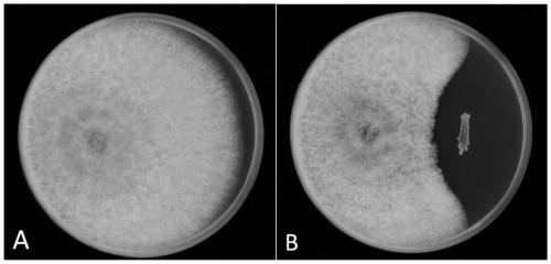 Novel Burkholderia cenocepacia XJYC 2 and application in prevention and control of litchi downy blight disease and litchi anthraenose