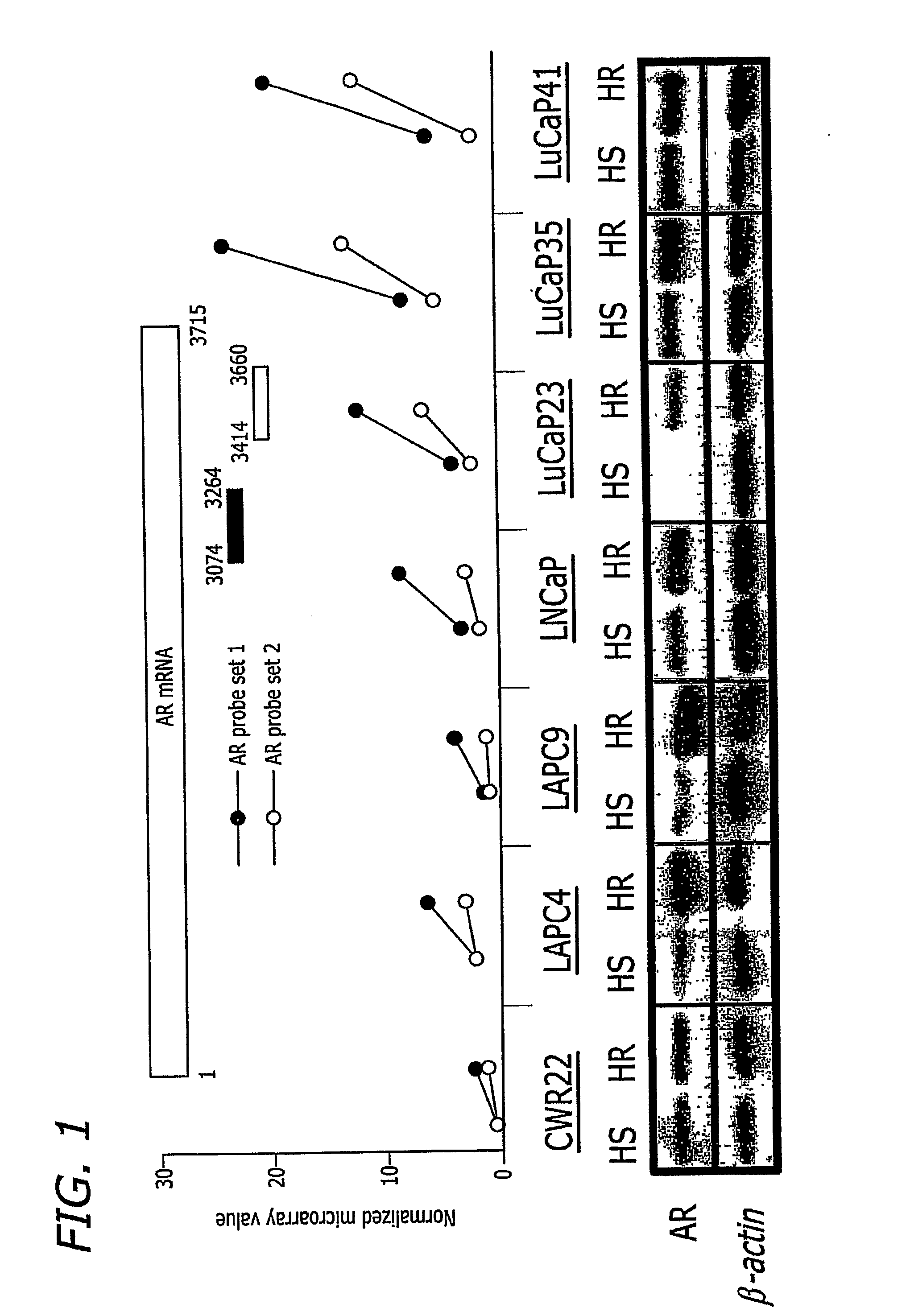 Methods and materials for assessing prostate cancer therapies