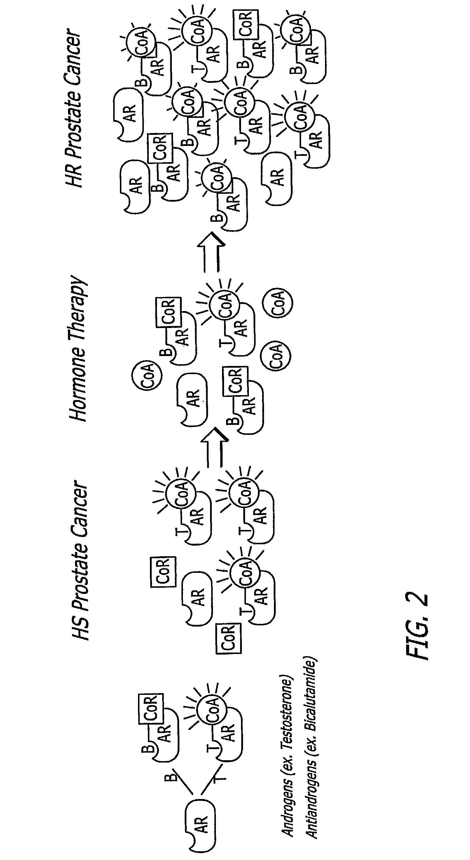 Methods and materials for assessing prostate cancer therapies