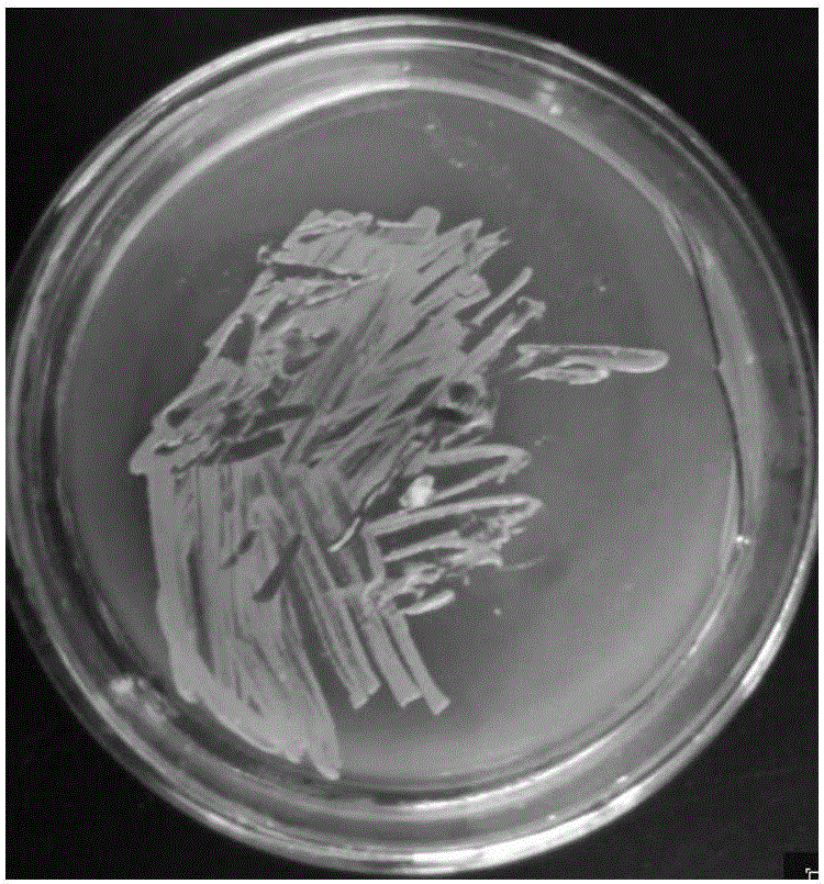 Biological treatment agent capable of efficiently degrading kitchen waste and preparation method of biological treatment agent