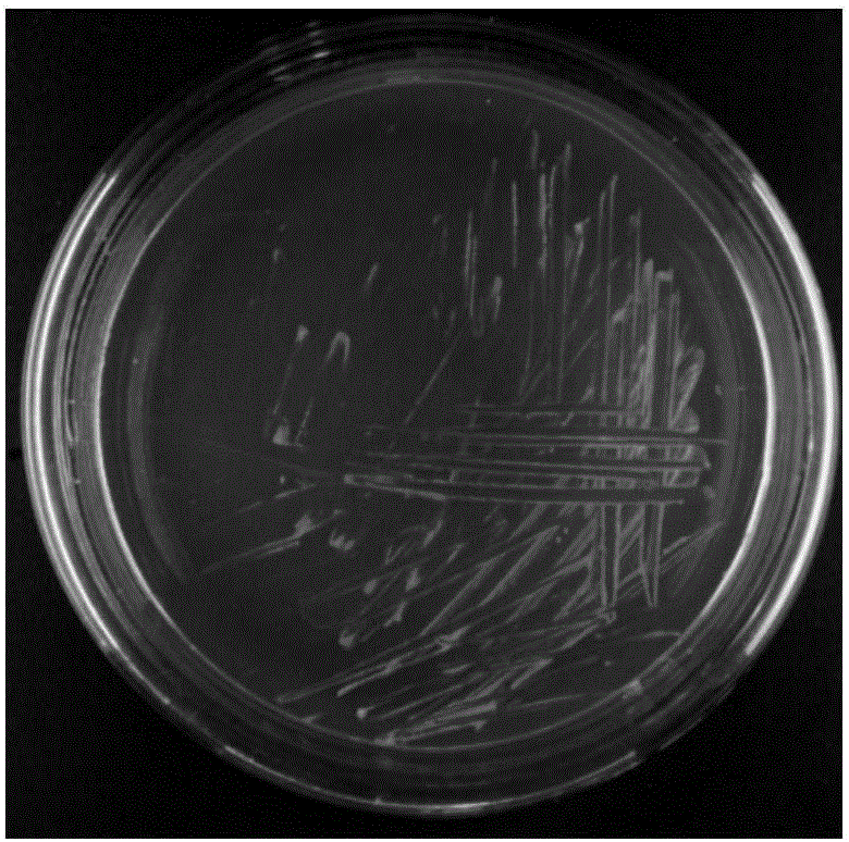 Biological treatment agent capable of efficiently degrading kitchen waste and preparation method of biological treatment agent