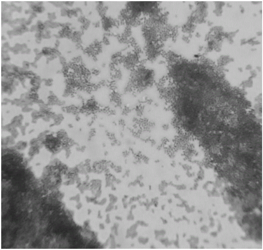 Biological treatment agent capable of efficiently degrading kitchen waste and preparation method of biological treatment agent