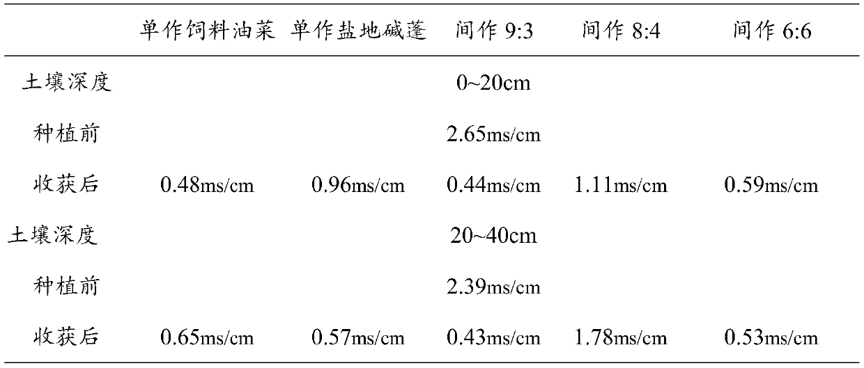 Method for restoring saline-alkali land through intercropping of feed brassica napus and suaeda salsa