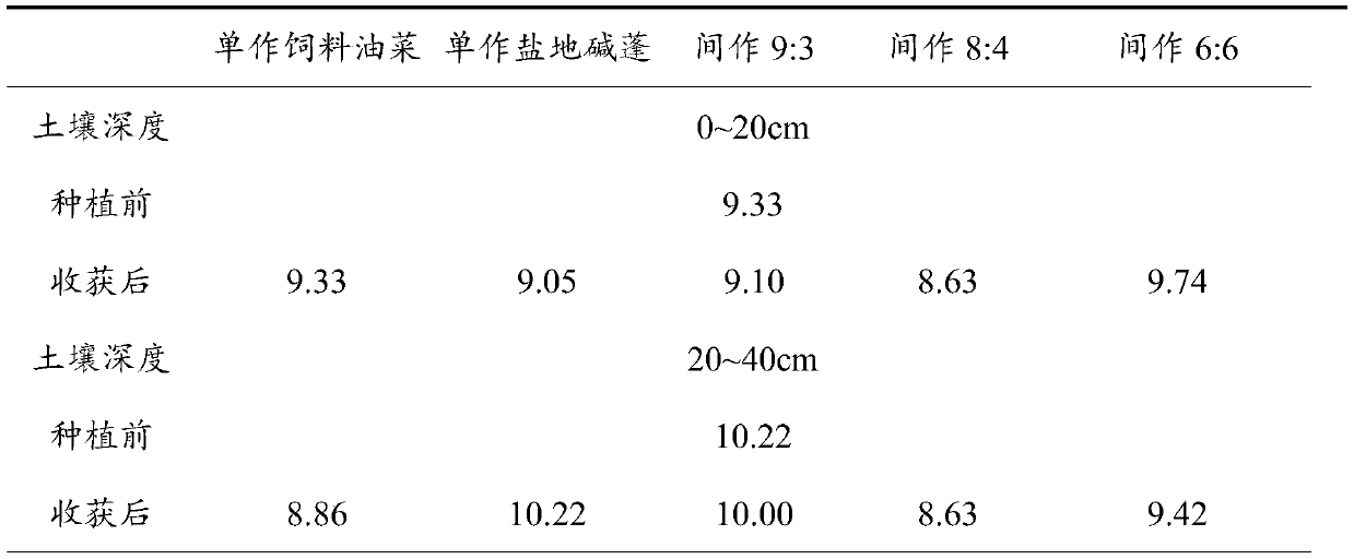 Method for restoring saline-alkali land through intercropping of feed brassica napus and suaeda salsa