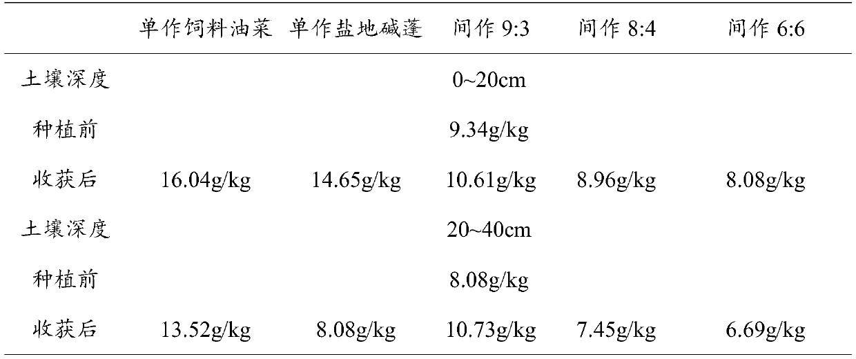 Method for restoring saline-alkali land through intercropping of feed brassica napus and suaeda salsa