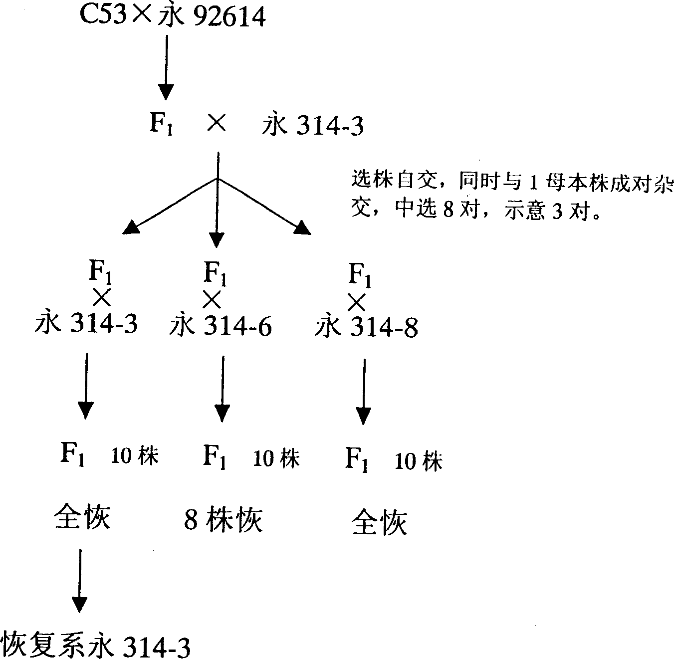 Sterilization type cross breeding method for corn seeds