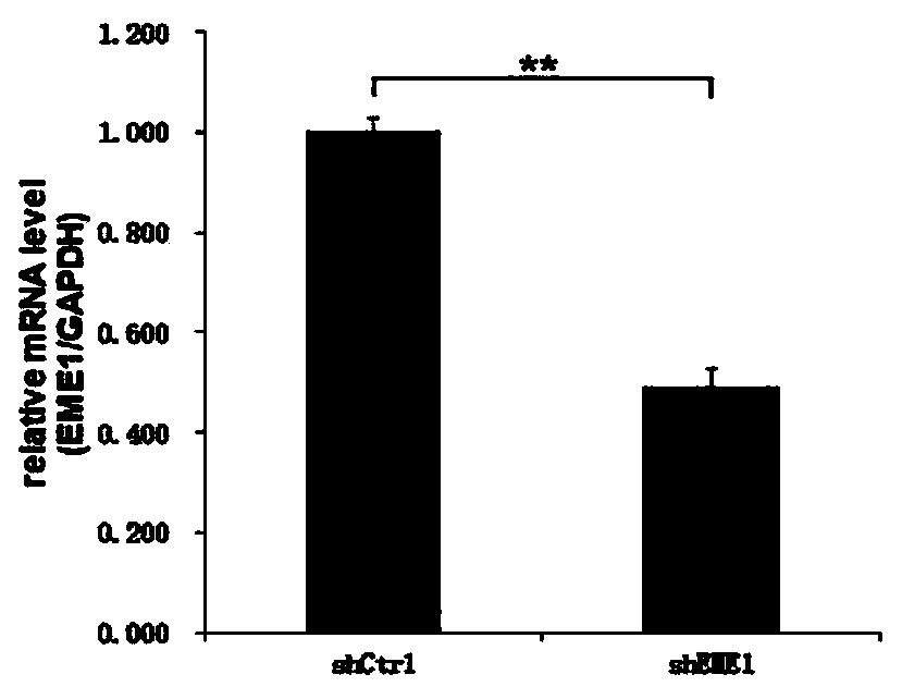 Application and related products of human EME1 gene