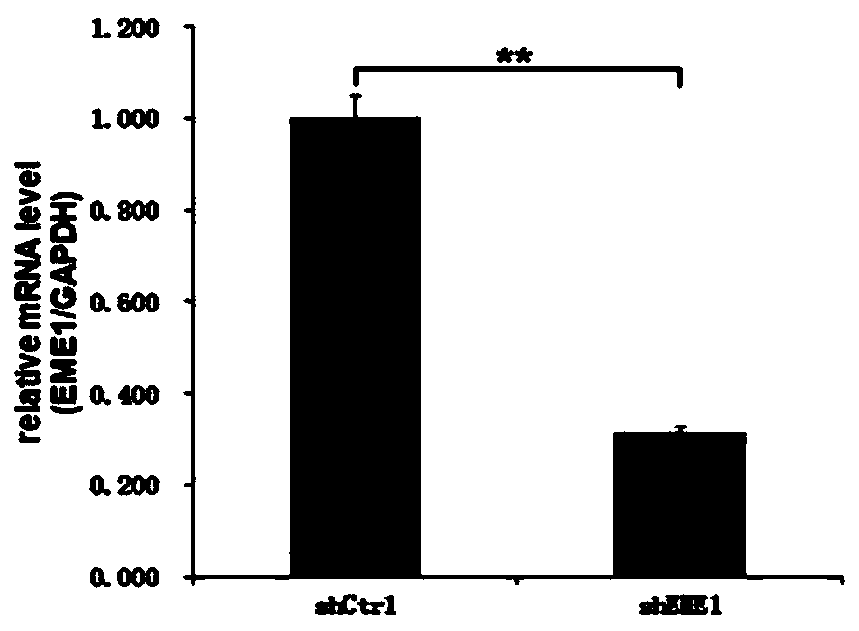 Application and related products of human EME1 gene