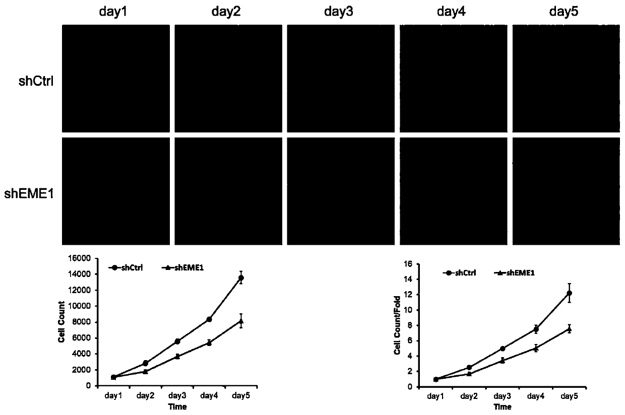 Application and related products of human EME1 gene