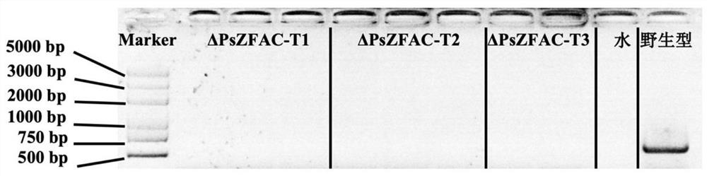 Adenylate cyclase containing FYVE structural domain as well as coding gene and application thereof