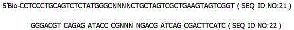 SNP typing method and kit