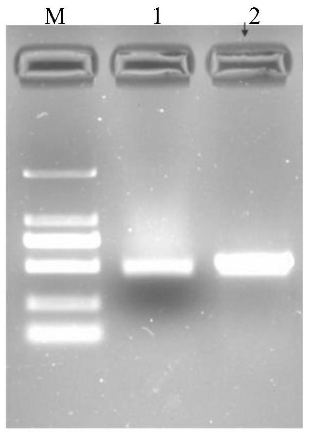 Application of KRP gene to pest control