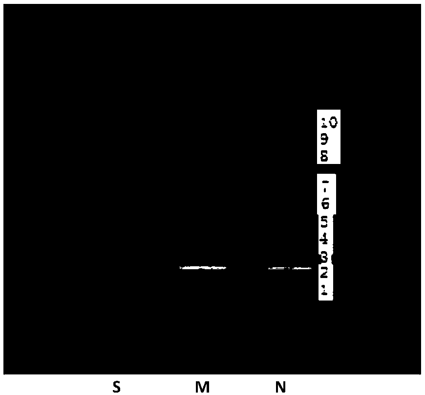 Ginseng extract reference substance as well as preparation method and application thereof