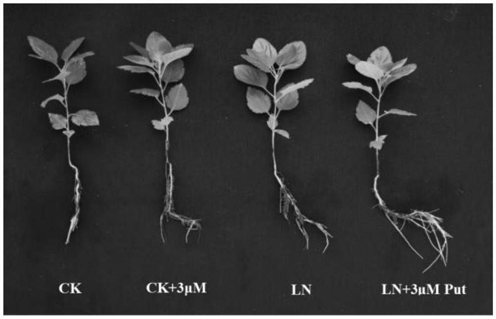 Application of putrescine in relieving inhibition of low-nitrogen stress on plant growth