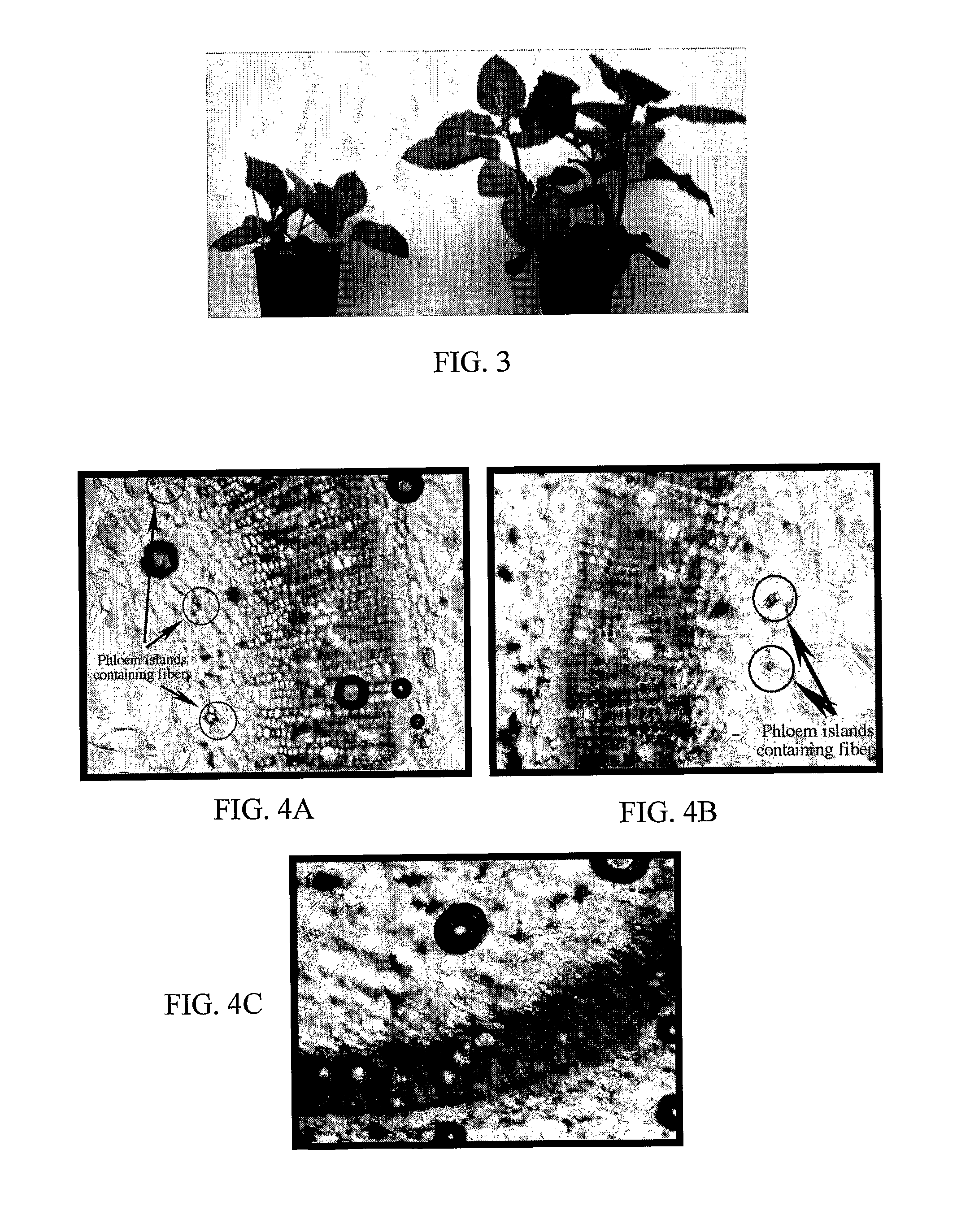 Compositions for silencing the expression of gibberellin 2-oxidase and uses thereof