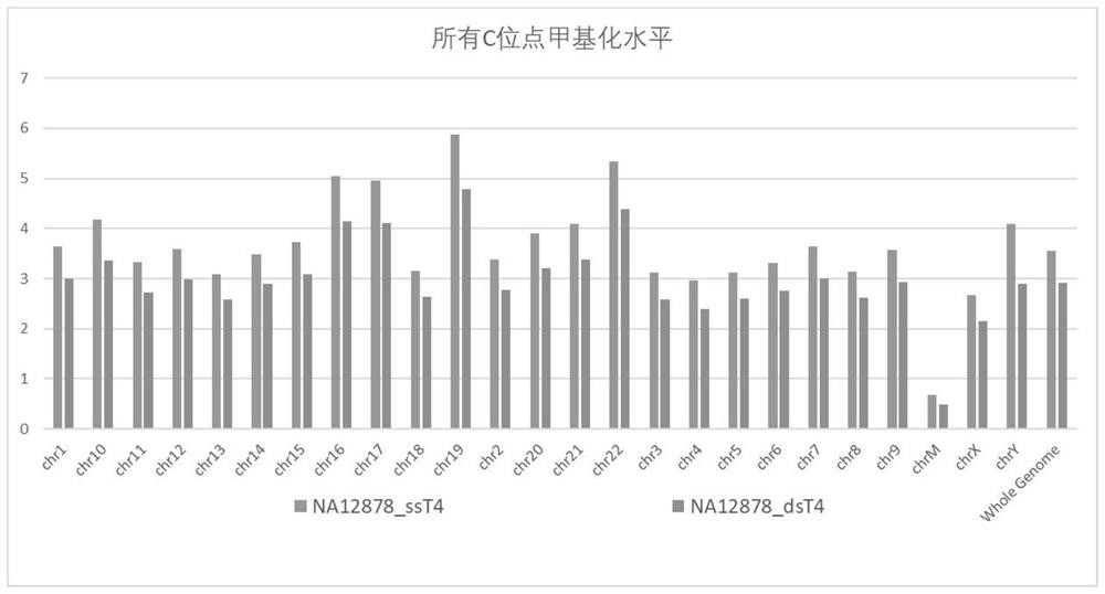 Double-stranded nucleic acid cyclization method, methylation sequencing library construction method and kit