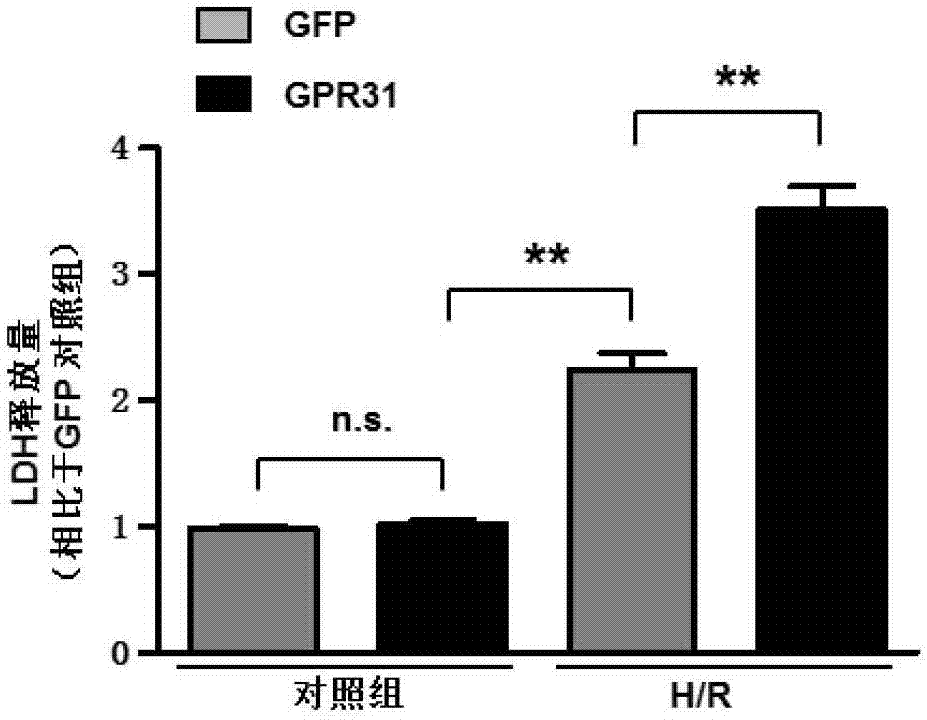 Application of GPR31 inhibitor in pharmacy