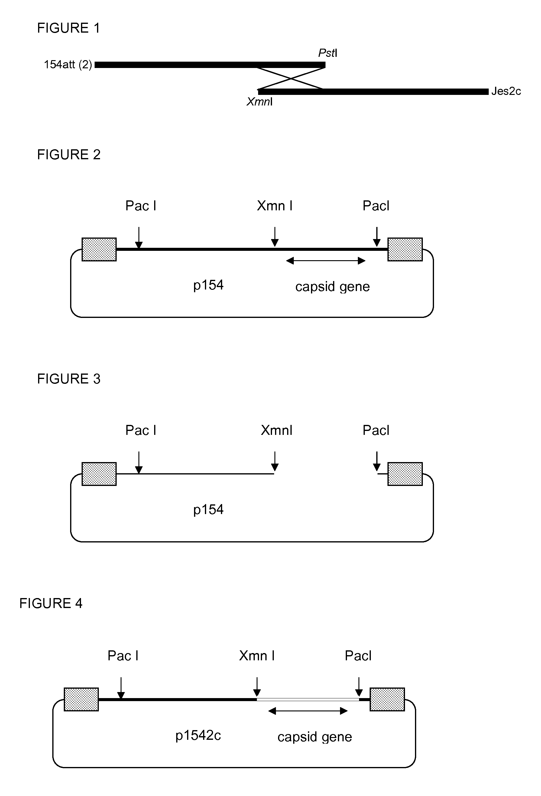 Recombinant attenuated parvovirus