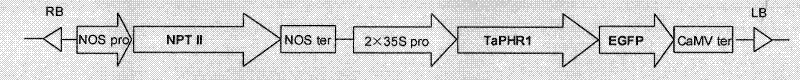 Phosphorus deficiency response regulatory protein and coding gene and application thereof