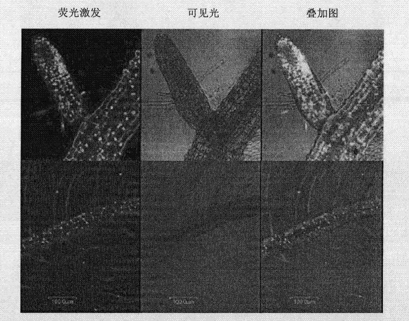 Phosphorus deficiency response regulatory protein and coding gene and application thereof