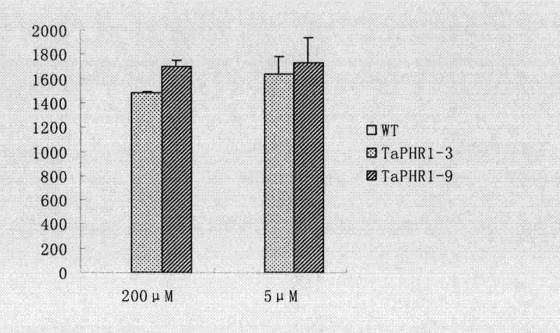 Phosphorus deficiency response regulatory protein and coding gene and application thereof