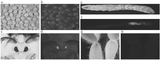 Domestic silkworm cuticle protein BmCP231 promoter as well as recombinant expression vector and application thereof