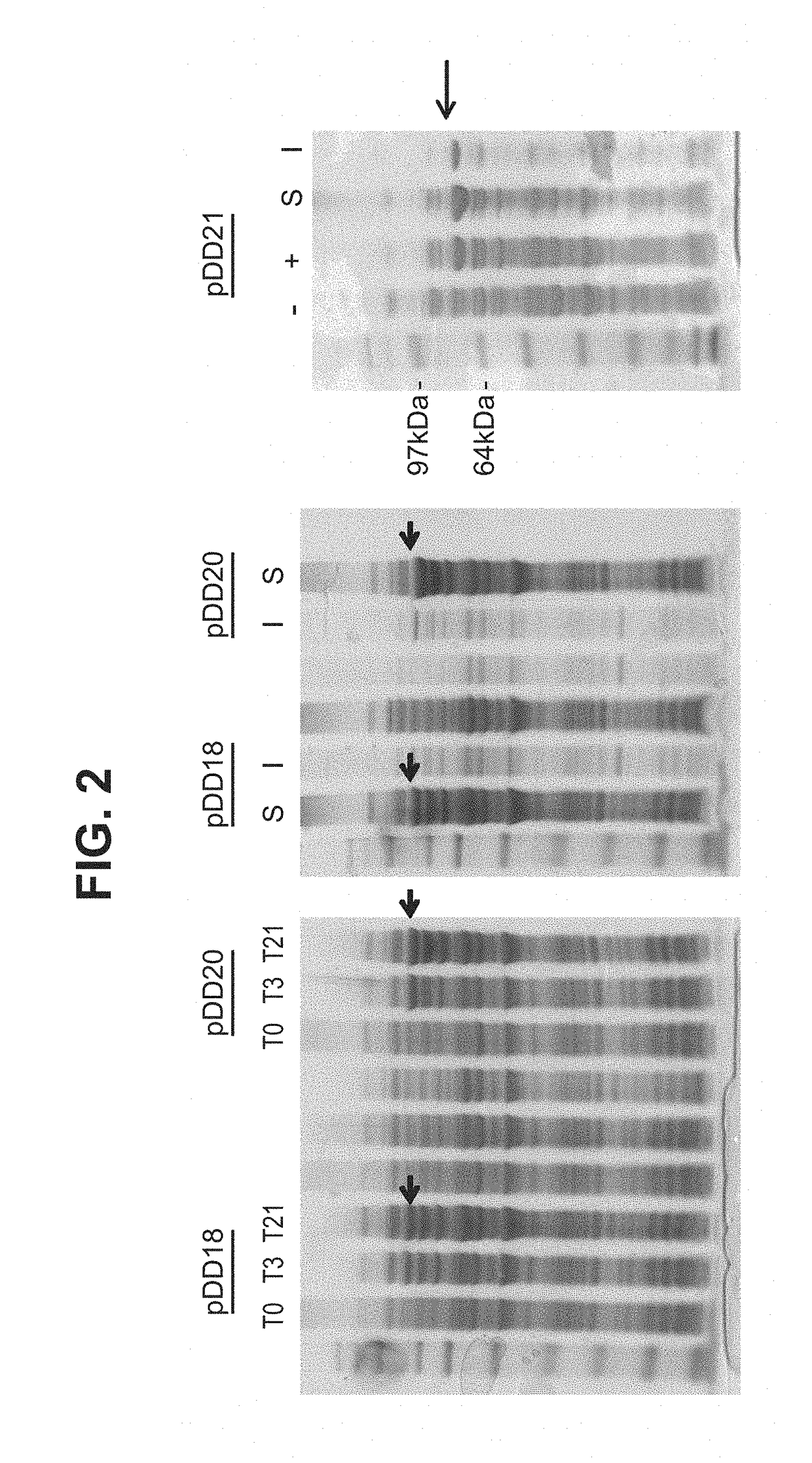 Immunogenic fusion polypeptides