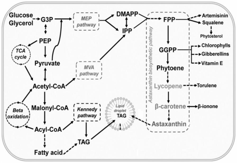 Method for promoting high yield of astaxanthin from phaffia rhodozyma