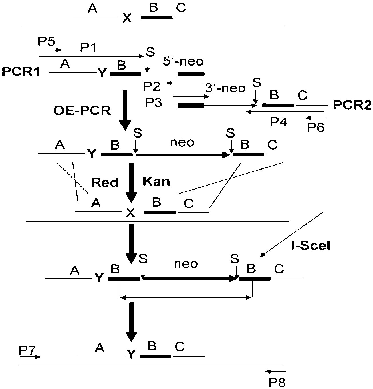 Method for recombination-mediated escherichia coli genome point mutation